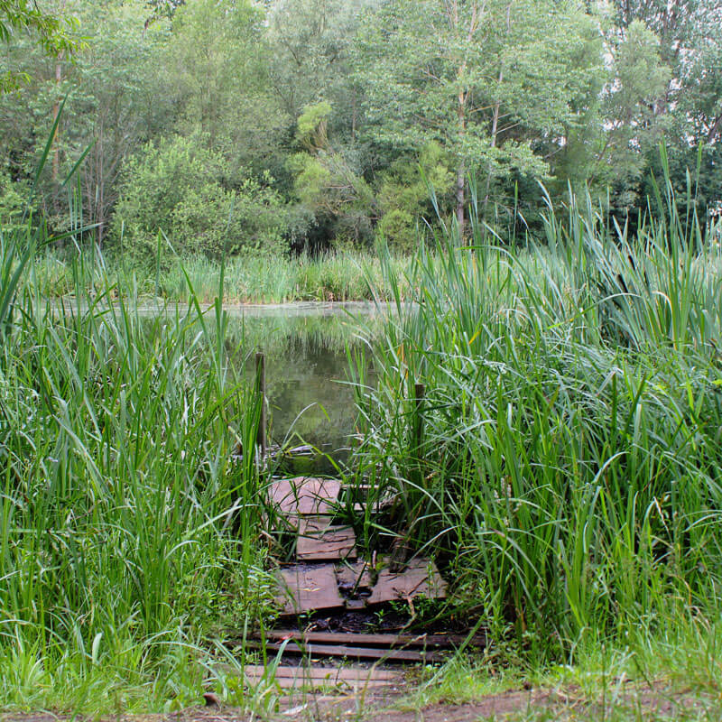 wetlands restoration services in mi, water restoration,