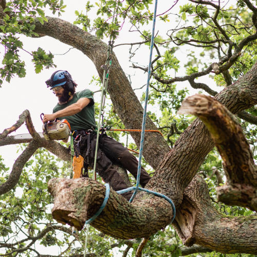 lot clearing services, field clearing services, lot clearing in mi, tree removal services, stump removal, stump trimming, tree clearing, stump clearing